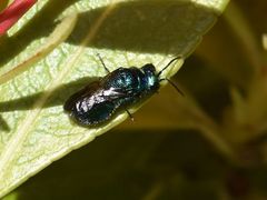 Pseudomalus violaceus