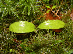 Cypripedium calceolus