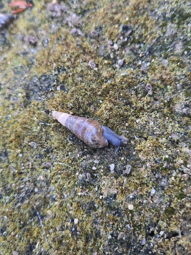 Decollate Snail
