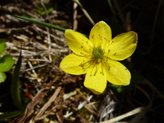 Anemonastrum richardsonii