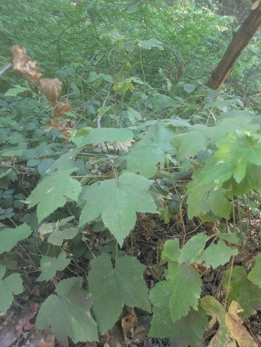 thimbleberry