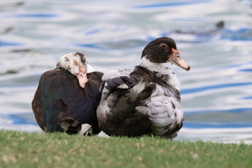 Domestic Muscovy Duck