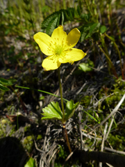 Anemonastrum richardsonii