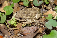 Rhinella arunco