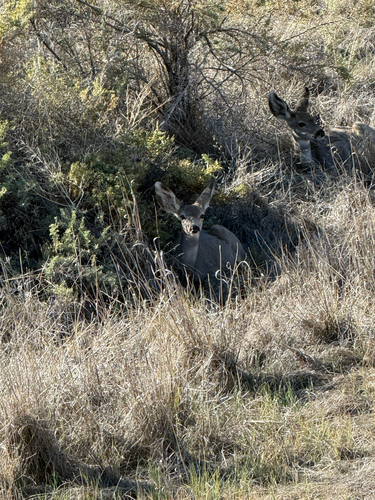 Mule Deer