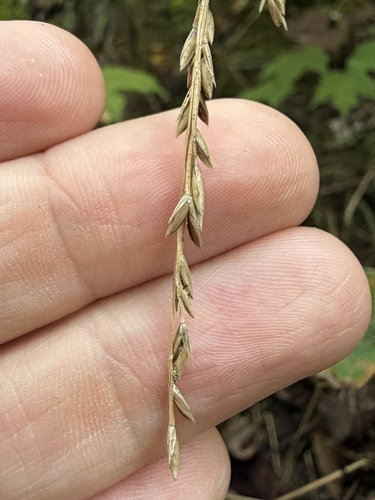 Festuca subverticillata observed 2026-09-13
