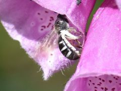 Lasioglossum sexnotatum