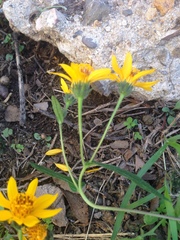 Simsia amplexicaulis