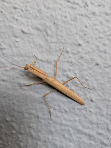 European Mantis