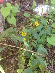 Simsia amplexicaulis