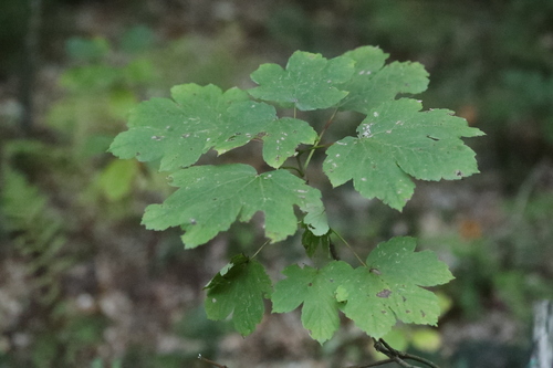 sycamore maple