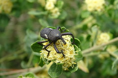 Rhyephenes gayi
