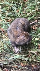 Thomomys