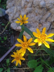 Simsia amplexicaulis