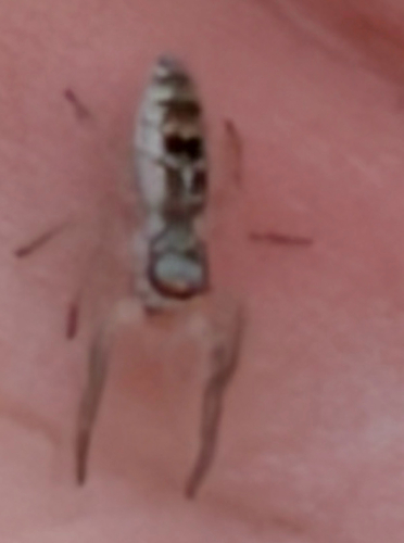 White-jawed Jumping Spider