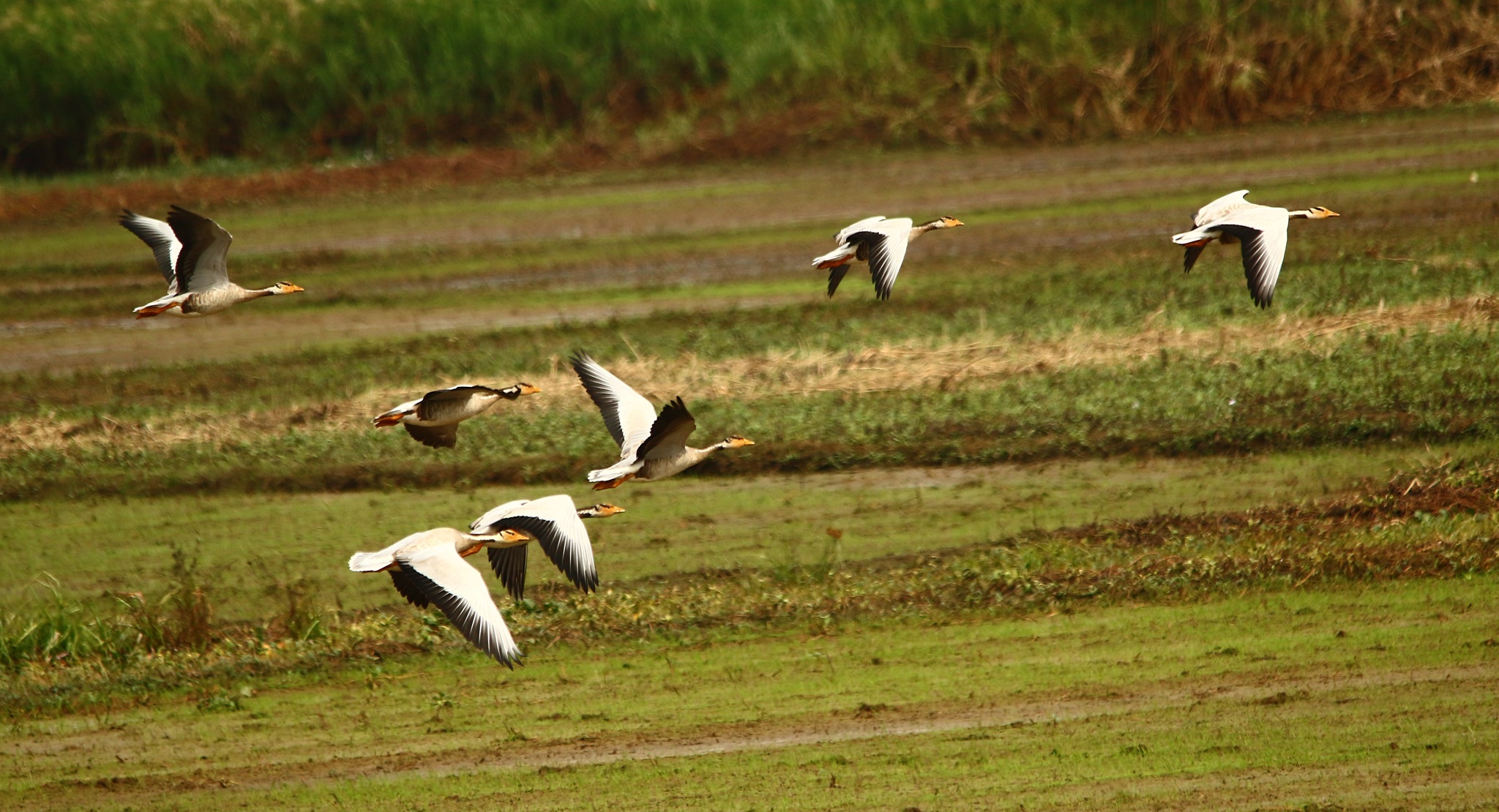 Bar-headed Goose