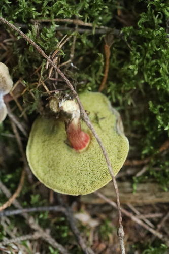 Red-cracking Bolete