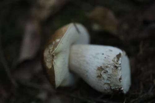 King Bolete