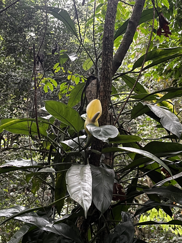 Philodendron oblongum