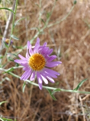 Dieteria asteroides asteroides