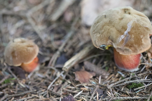 Dotted Stem Bolete