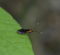 Mathildana newmanella