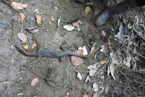 Varanus indicus