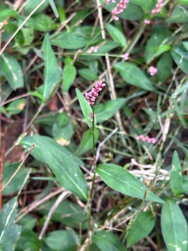 low smartweed
