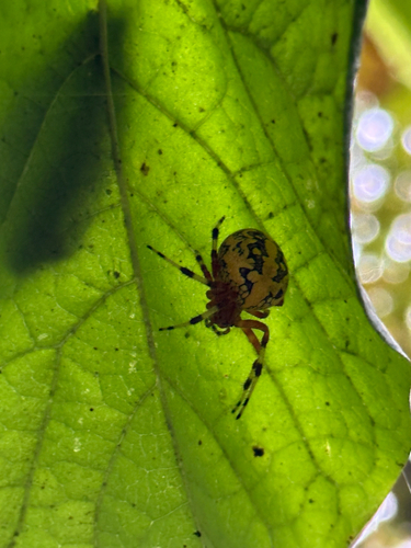 Marbled Orbweaver