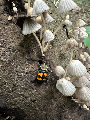 Tomentose Burying Beetle