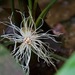 Cyclanthaceae - Photo (c) Riley Fortier, alguns direitos reservados (CC BY-NC), uploaded by Riley Fortier