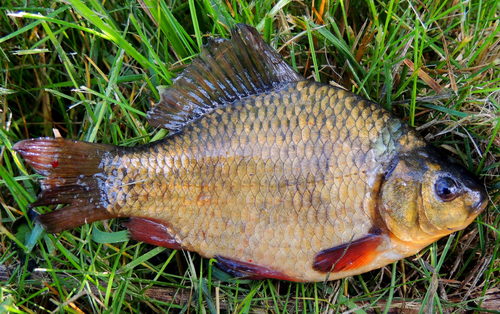 Crucian Carp