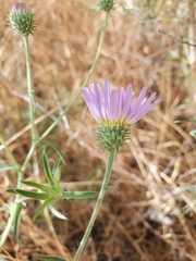 Dieteria asteroides asteroides
