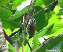 Picumnus innominatus