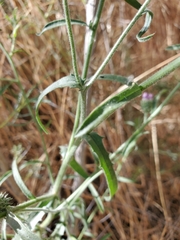 Dieteria asteroides asteroides