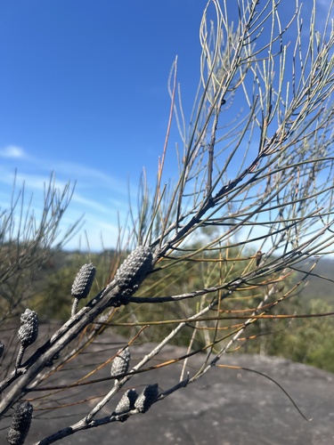 Allocasuarina distyla observed 2026-09-30