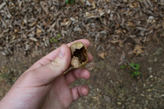 Amphibolips quercusinanis