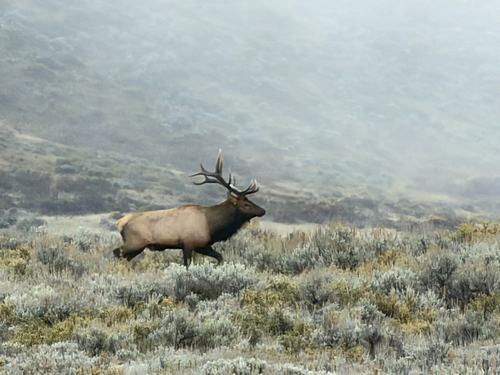 Wapiti
