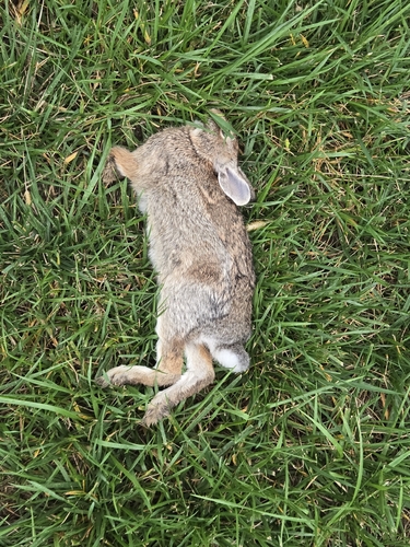 Eastern Cottontail