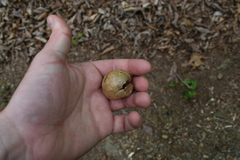 Amphibolips quercusinanis