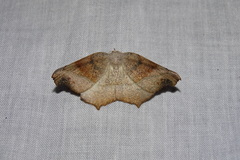 Syncirsodes primata