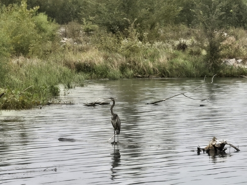 Great Blue Heron