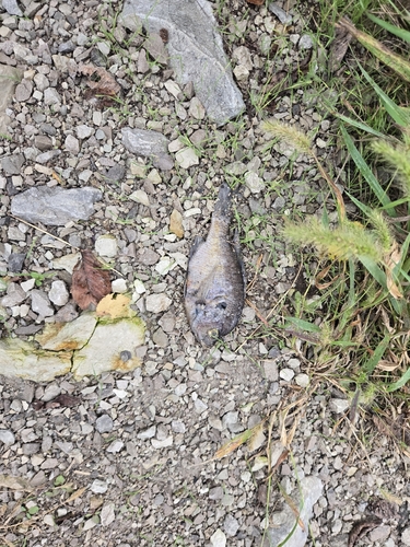 Bluegill