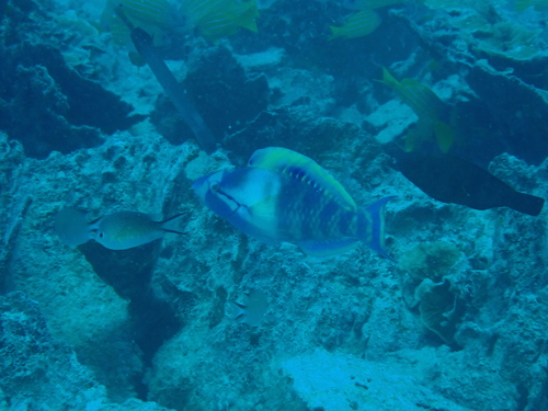 Scarus longipinnis observed 2026-09-09