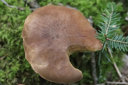 Bay Bolete