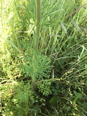 Delphinium carolinianum
