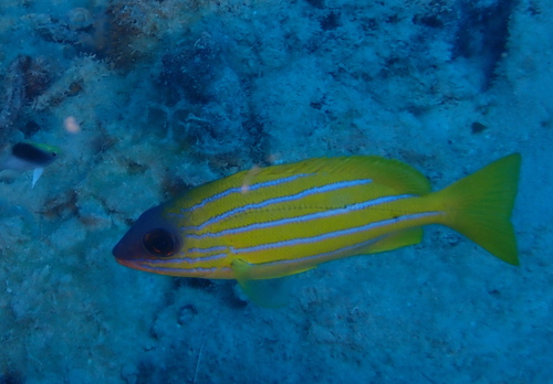 Lutjanus quinquelineatus observed 2026-09-09