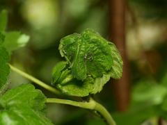 Aphis