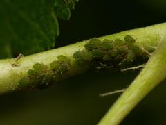 Aphis