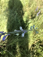 Delphinium carolinianum